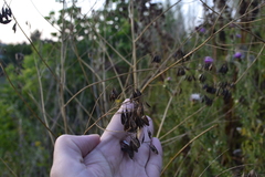 Isatis tinctoria