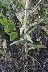Isatis tinctoria