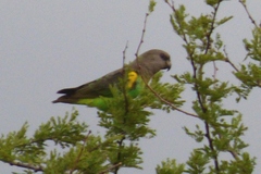 Poicephalus meyeri