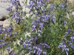 Teucrium orientale