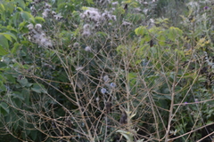 Isatis tinctoria
