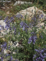 Teucrium orientale
