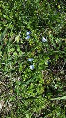 Veronica persica