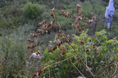 Isatis tinctoria