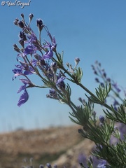 Teucrium orientale