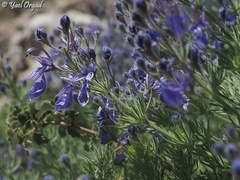 Teucrium orientale