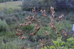 Isatis tinctoria