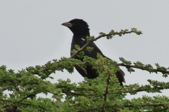 Bubalornis albirostris