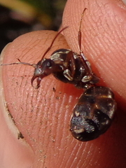 Anoplolepis custodiens