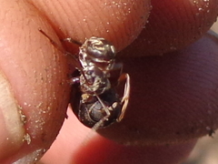 Anoplolepis custodiens