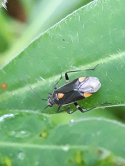 Capsodes flavomarginatus
