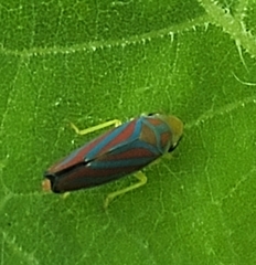 Graphocephala coccinea