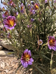 Salpiglossis