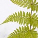 Mountain Wood Fern - Photo (c) Erika Mitchell, some rights reserved (CC BY-NC), uploaded by Erika Mitchell