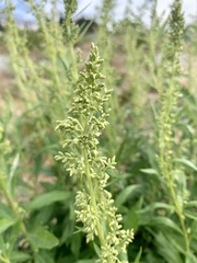 Artemisia suksdorfii