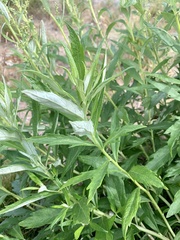 Artemisia suksdorfii
