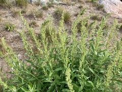 Artemisia suksdorfii