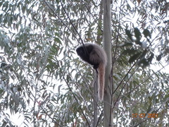 Callicebus nigrifrons