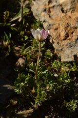 Anemonoides baldensis