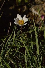 Anemonoides baldensis