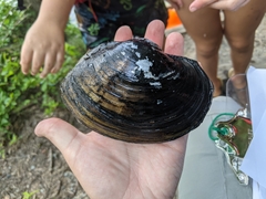 Atlanticoncha ochracea