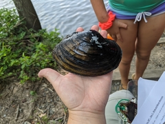 Atlanticoncha ochracea