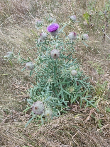 Lophiolepis decussata