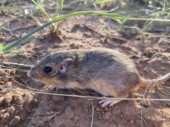 Chaetodipus hispidus