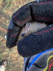 Chaetodipus hispidus