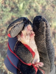 Chaetodipus hispidus