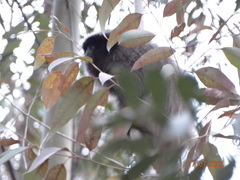 Callicebus nigrifrons