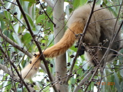 Callicebus nigrifrons
