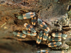 Bitoma crenata
