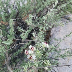 Eriocephalus punctulatus