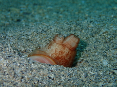 Solecurtus strigilatus