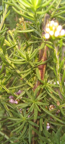 Image of Selago burchellii by (c) kevin koen, some rights reserved (CC BY-SA)