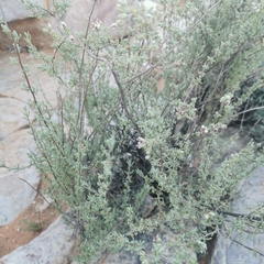 Eriocephalus punctulatus