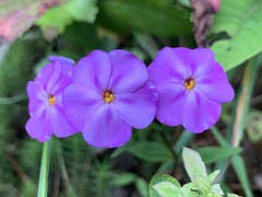 Phlox carolina