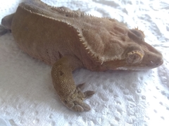 Correlophus