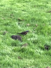 Turdus pilaris