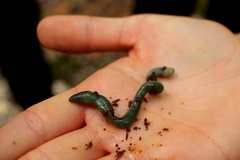 Aporrectodea smaragdina