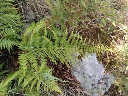 Image of Dryopteris pallida by (c) Ljaž, some rights reserved (CC BY)