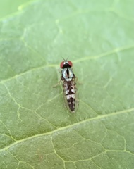 Bertamyia notata