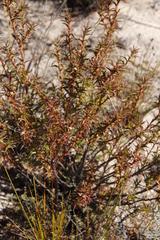 Cliffortia acanthophylla