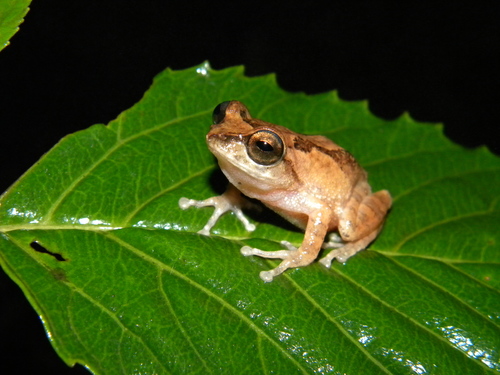 Raorchestes johnceei