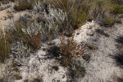 Cliffortia acanthophylla