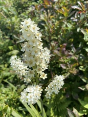 Melanthieae