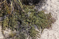 Phiambolia