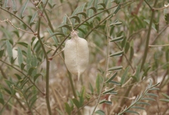 Astragalus douglasii perstrictus