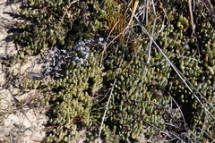 Phiambolia